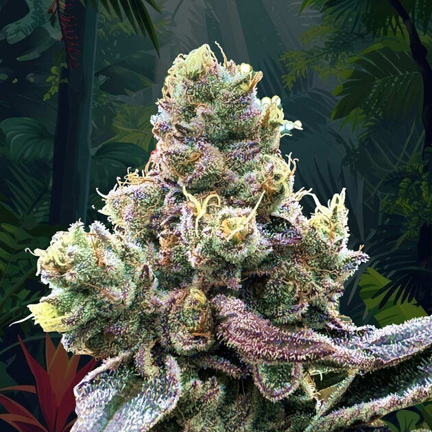 Cannabissamen Tropizai regulär für Indoor und Outdoor